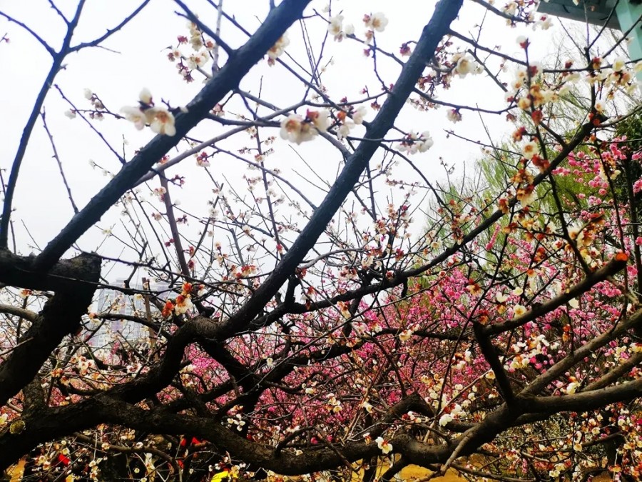 555000公海贵宾会登录